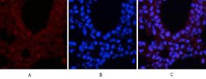 Immunofluorescence analysis of mouse testis tissue using Anti-CREB (phospho Ser133) Antibody (red) at 1:200 (4°C overnight). Cy3 labelled secondary antibody was used at 1:300 (RT 50min). Panel A: Target. Panel B: DAPI. Panel C: Merge