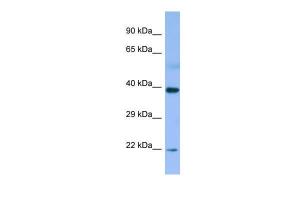 Anti-MBIP Rabbit Polyclonal Antibody