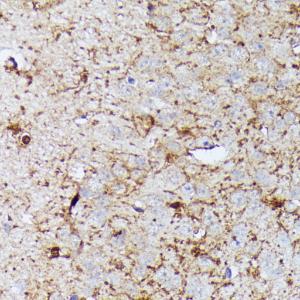 Immunohistochemistry analysis of paraffin-embedded mouse brain using Anti-Contactin 1 Antibody (A306547) at a dilution of 1:100 (40X lens)