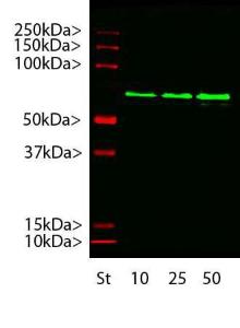 Western blot of Anti-Alpha-Internexin Antibody on recombinant full length human a-internexin at a range of concentrations from 10ng, 25ng and 50ng per gel lane