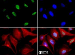 Anti-MBD4 Rabbit Polyclonal Antibody