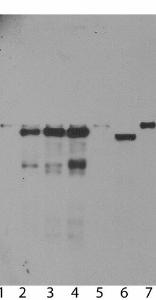 Anti-Ubiquilin 2 Mouse Monoclonal Antibody [clone: 6H9]