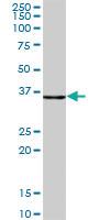 Anti-CLYBL Mouse Polyclonal Antibody