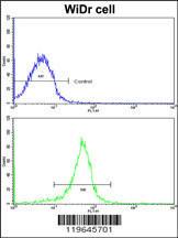 Anti-FHL1 Rabbit Polyclonal Antibody