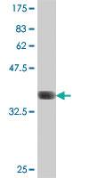 Anti-PGRMC2 Mouse Polyclonal Antibody