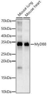 Western blot analysis of various lysates, using Anti-MyD88 Antibody [ARC52507 + ARC52509] (A309412) at 1:8000 dilution