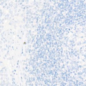 Immunohistochemistry analysis of paraffin-embedded human tonsil (negative control sample) using Anti-TTF1 Antibody [ARC51284] (A306550) at a dilution of 1:1000 (40x lens)