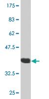 Anti-PTPRN2 Mouse Monoclonal Antibody [clone: 1C5]