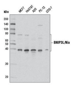 Anti-BNIP3L/Nix Rabbit Monoclonal Antibody [clone: 13G20]