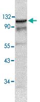 Anti-DAXX Rabbit Polyclonal Antibody