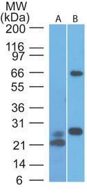 Anti-MAVS Mouse Monoclonal Antibody [clone: 58N3B6]