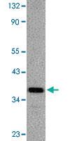 Anti-DFFA Rabbit Polyclonal Antibody