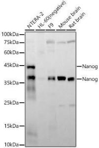 Anti-Nanog Rabbit Monoclonal Antibody [clone: ARC58438]