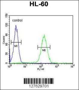 Anti-NOS1AP Rabbit Polyclonal Antibody