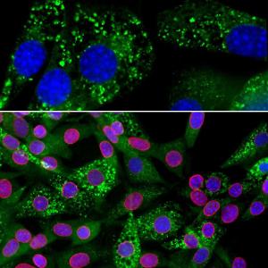 Anti-Ubiquilin 2 Mouse Monoclonal Antibody [clone: 6H9]