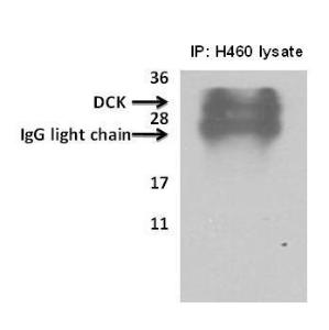 Anti-DCK Rabbit Polyclonal Antibody