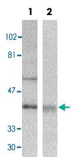 Anti-DFFA Rabbit Polyclonal Antibody