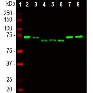 Anti-Ubiquilin 2 Mouse Monoclonal Antibody [clone: 6H9]