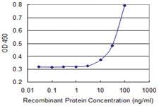 Anti-AGO4 Mouse Monoclonal Antibody [clone: 4G3]