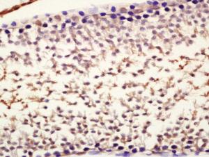 Anti-NANOG Rabbit Polyclonal Antibody