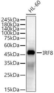 Western blot analysis of HL-60, using Anti-IRF8 Antibody (A11878) at 1:400 dilution The secondary antibody was Goat Anti-Rabbit IgG H&L Antibody (HRP) at 1:10,000 dilution Lysates/proteins were present at 25 µg per lane