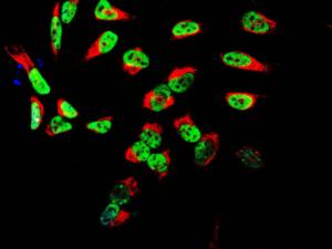 HeLa cell cultures stained with Anti-TAF15 Antibody (green) and Anti-Vimentin Antibody (A85421 / red). Anti-TAF15 Antibody reveals a granular nuclear localization typical of many RNA associated proteins. Blue is a DNA stain