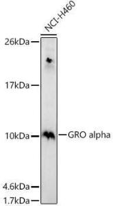 Antibody anti-CXCL1 100 µl