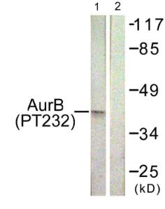 Western blot analysis of lysates from COS7 cells treated with Nocodazole 1 µg/ml 16h using Anti-AurB (phospho Thr232) Antibody. The right hand lane represents a negative control, where the antibody is blocked by the immunising peptide