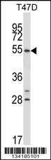 Anti-NR1D1 Rabbit Polyclonal Antibody (HRP (Horseradish Peroxidase))