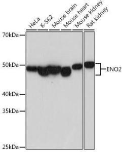 Antibody A306553-100 100 µl