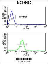 Anti-IL36B Rabbit Polyclonal Antibody (APC (Allophycocyanin))