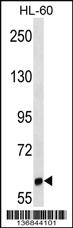 Anti-LILRB1 Rabbit Polyclonal Antibody