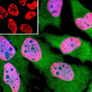 Immunofluorescent analysis of HeLa cells stained with Anti-TAF15 Antibody [4D71 ] (A85450), at a dilution of 1:500 in red, and co-stained with Anti-GAPDH Antibody (A85377), at a dilution of 1:1000 in green