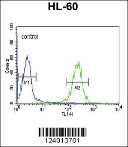 Anti-FOLR2 Rabbit Polyclonal Antibody