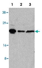 Anti-ARC Rabbit Polyclonal Antibody