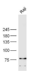 Anti-LILRB5 Rabbit Polyclonal Antibody