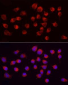 Antibody A306553-100 100 µl