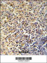 Anti-FOLR2 Rabbit Polyclonal Antibody