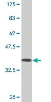 Anti-PTPRN2 Mouse Monoclonal Antibody [clone: 3E2]