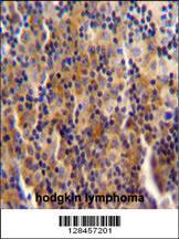 Anti-SYNE3 Rabbit Polyclonal Antibody (PE (Phycoerythrin))