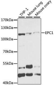 Western blot analysis of extracts of various cell lines, using Anti-EPC1 Antibody (A11881) at 1:1,000 dilution The secondary antibody was Goat Anti-Rabbit IgG H&L Antibody (HRP) at 1:10,000 dilution Lysates/proteins were present at 25 µg per lane