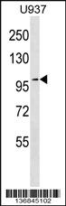 Anti-TJP2 Rabbit Polyclonal Antibody