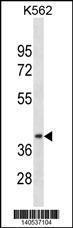 Anti-CCNDBP1 Rabbit Polyclonal Antibody (APC (Allophycocyanin))