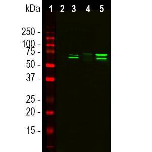 Western blot analysis of cytosol or nuclear enriched fractions of cell line lysates using Anti-TAF15 Antibody [4D71] (A85450), at a dilution of 1:1000, in green