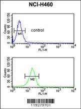 Anti-FKBP10 Rabbit polyclonal antibody