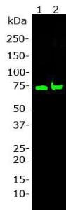 Blot of 20 µg HeLa cell lysate (Lane 1) and 20&nbsp; µg HEK293 cell lysate (Lane 2) was probed with Anti-TAF15 Antibody (1: 1000). The Anti-TAF15 Antibody binds strongly and cleanly to a band at about 68 kDa coresponding to TAF15