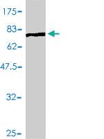 Anti-CDC45 Mouse Polyclonal Antibody