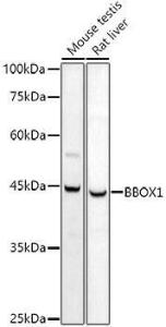 Anti-BBOX1 Rabbit Polyclonal Antibody