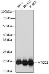 Western blot analysis of extracts of various cell lines, using Anti-MTCO2 Antibody [ARC0844] (A306556) at 1:1,000 dilution. The secondary antibody was Goat Anti-Rabbit IgG H&L Antibody (HRP) at 1:10,000 dilution.