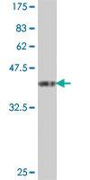 Anti-SLC44A1 Mouse Polyclonal Antibody